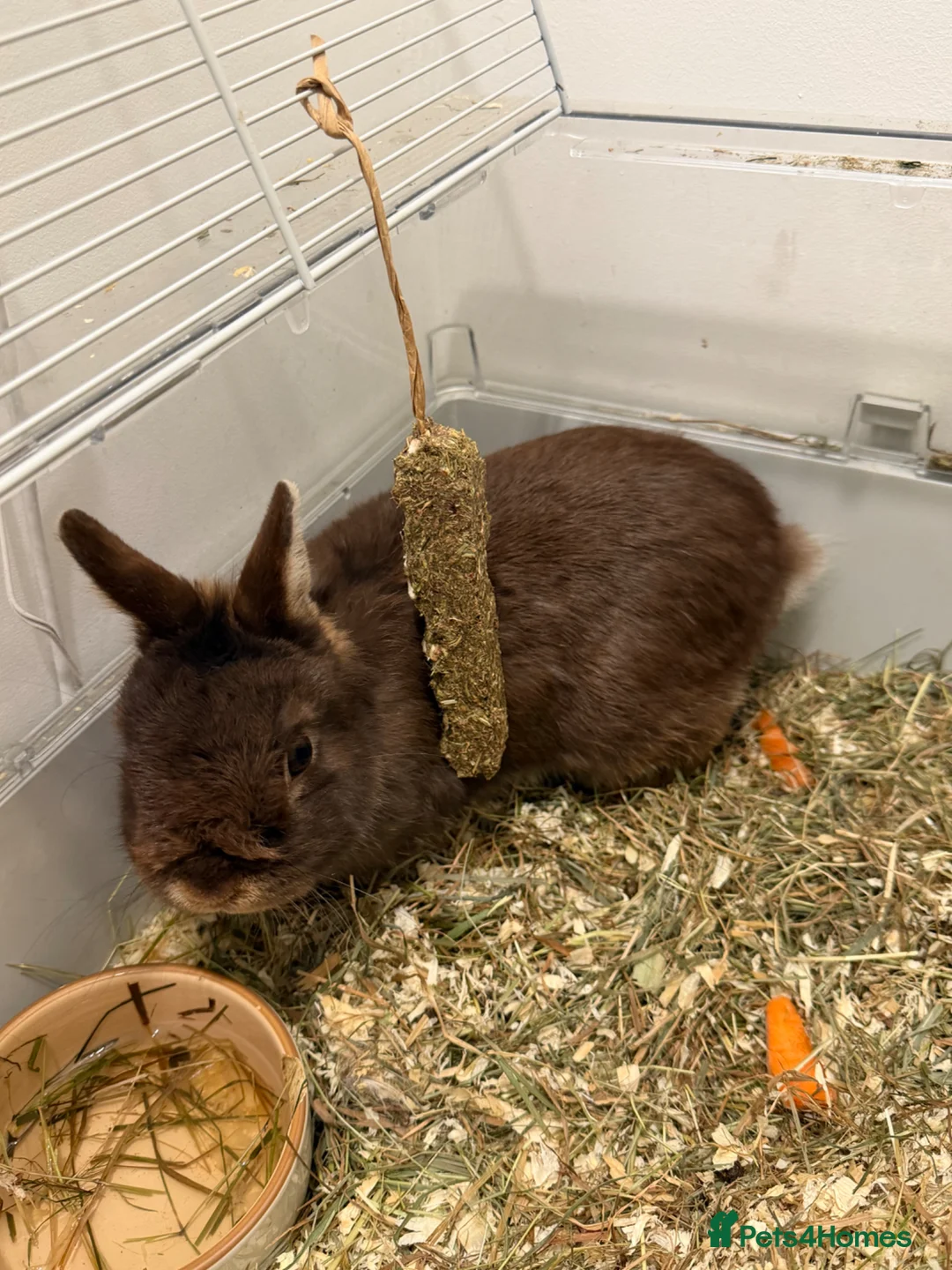 Netherland Dwarf rabbits for sale: Netherland dwarf in King's Lynn - Advert 3