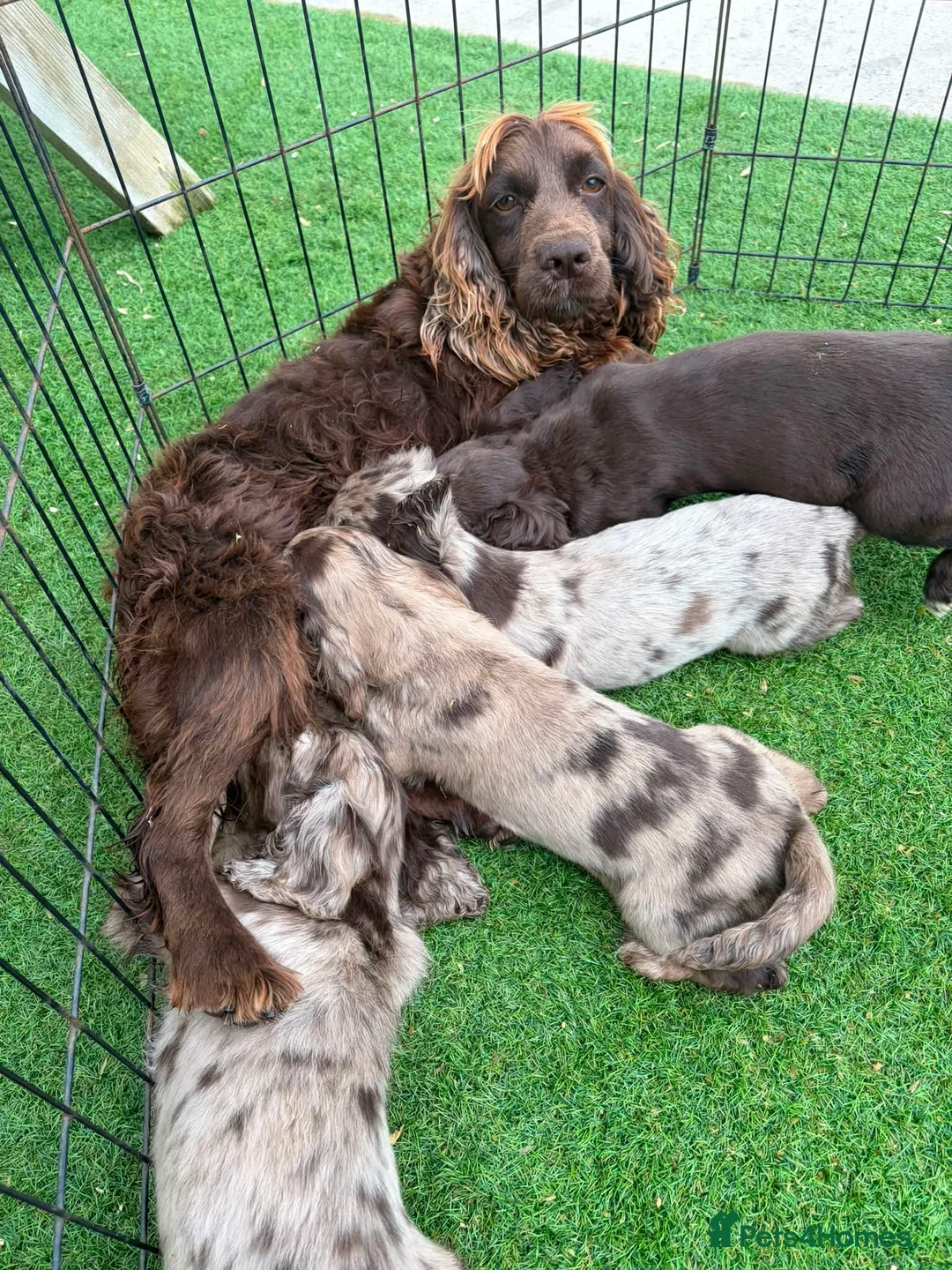 Cocker Spaniel dogs for sale: Rare coloured working type cocker spaniels! - Advert 27