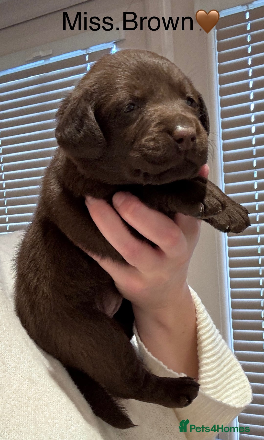 Labrador Retriever dogs for sale: Outstanding Quality Chocolate Labrador Puppies - Image 6