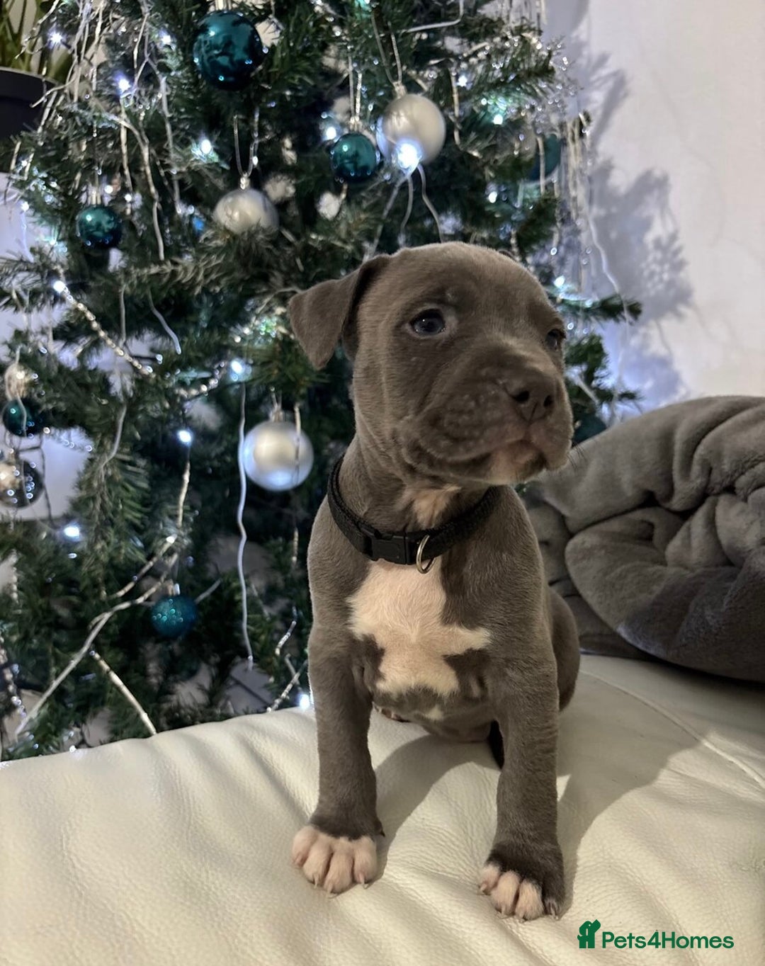 Staffordshire Bull Terrier dogs for sale: ❤️ Staffordshire beautiful puppies ❤️ - Advert 8