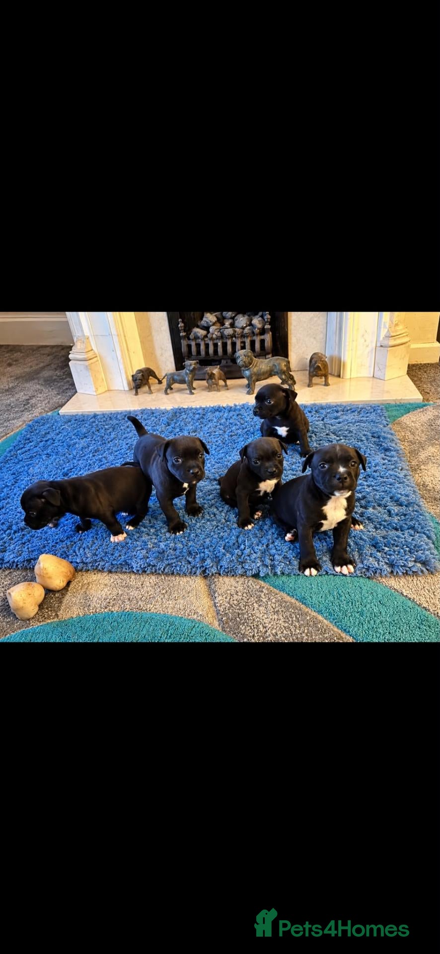 Staffordshire Bull Terrier dogs Beautiful strong puppies  - Advert 1