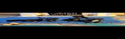 Staffordshire Bull Terrier dogs for sale: Beautiful strong puppies  - Advert 1