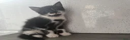 Mixed Breed cats for sale: Stunning kittens for sale x - Advert 7