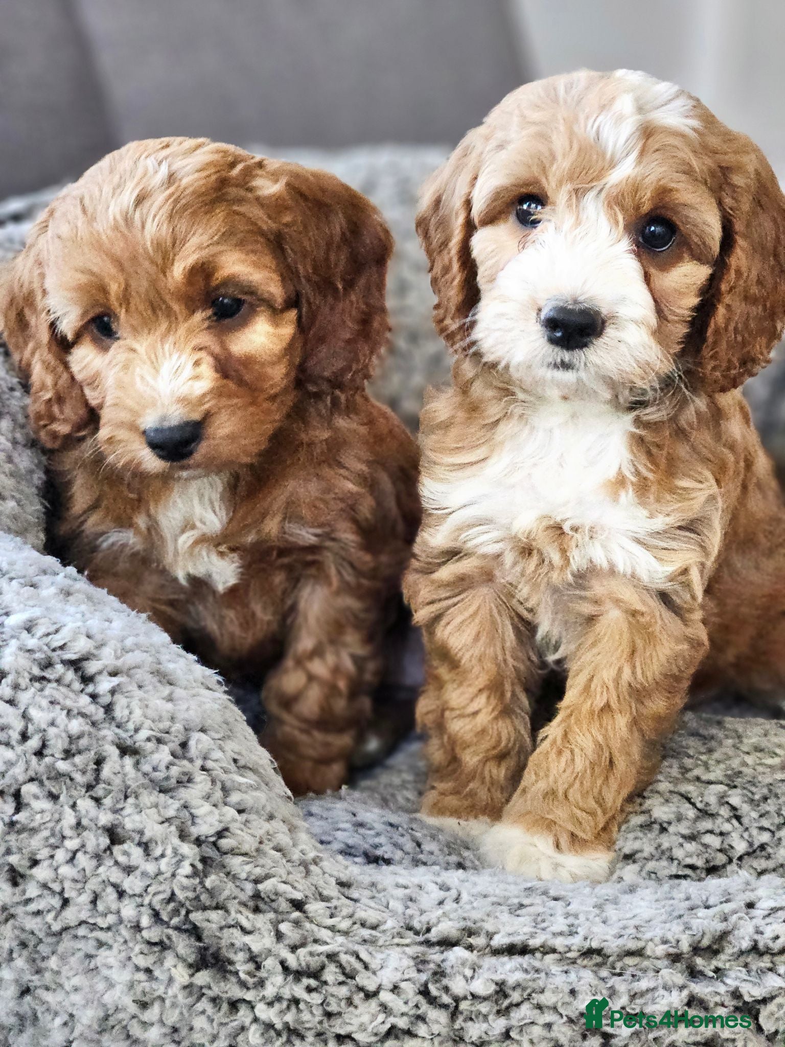 Cockapoo dogs F1 Miniature cockapoo puppies - Advert 2
