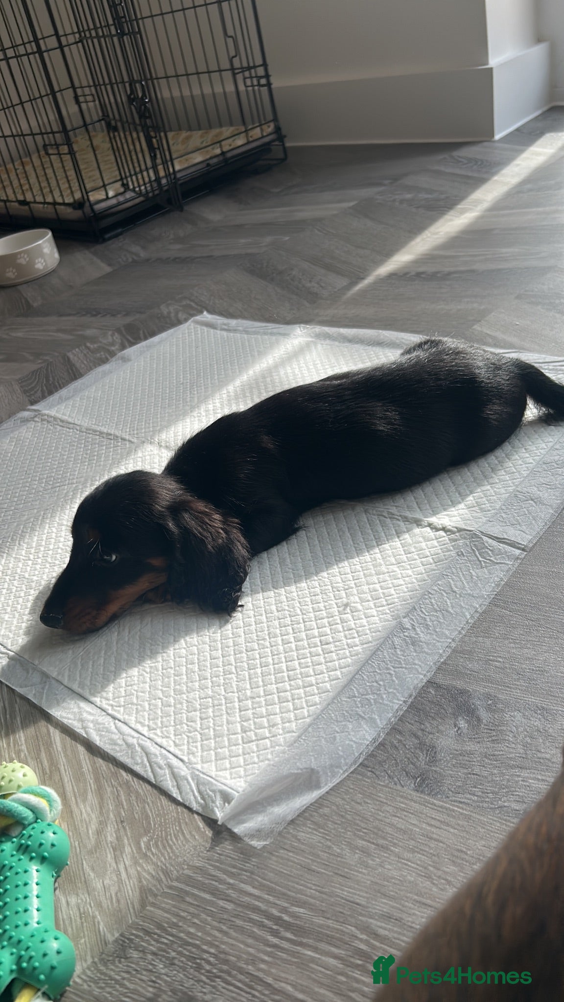 Dachshund dogs Dacshund boy puppy  - Advert 1