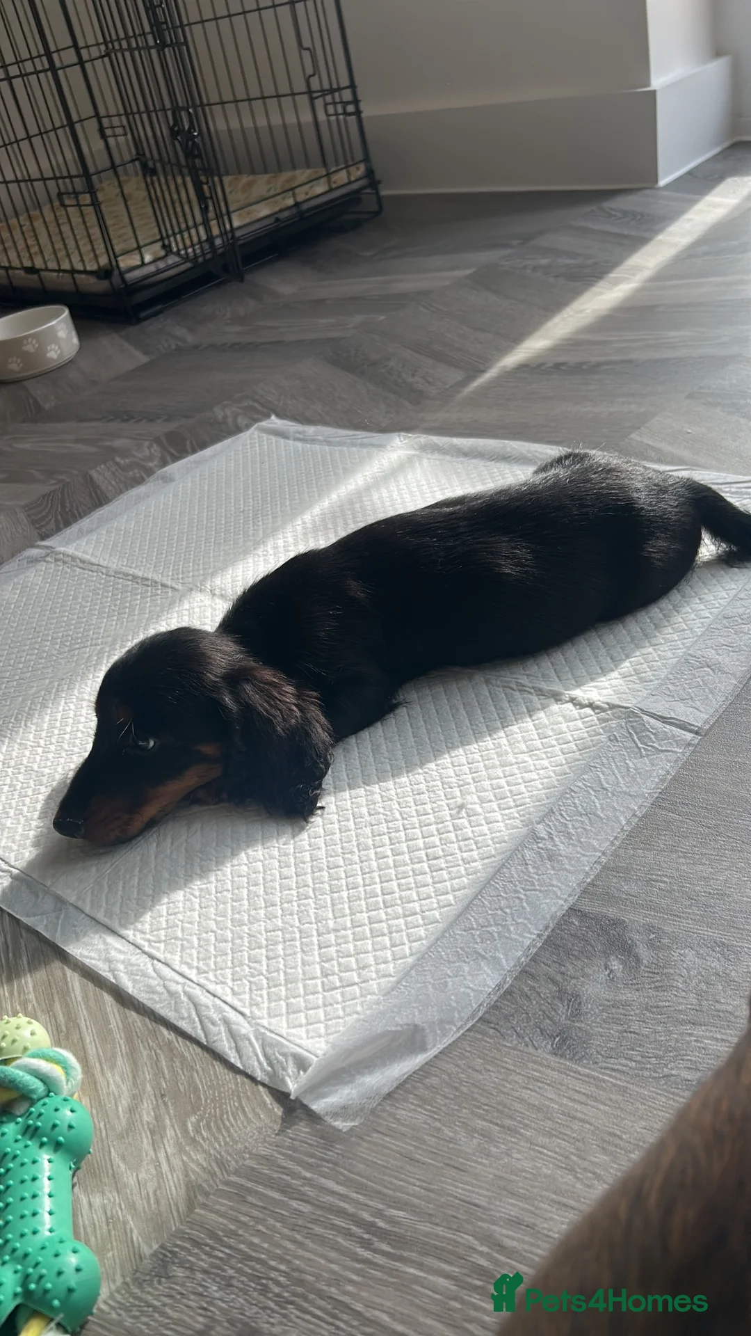 Dachshund dogs for sale: Dacshund boy puppy  - Advert 1