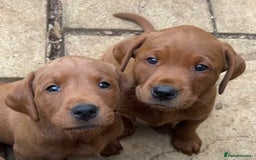 Labrador Retriever dogs for sale: Fox red labrador puppies - Image 23