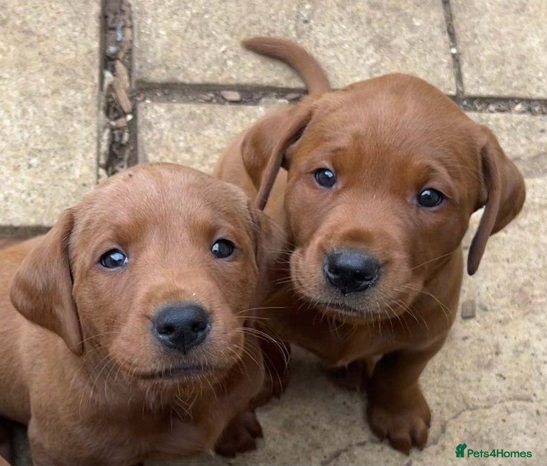 Labrador Retriever dogs for sale: Fox red labrador puppies - Image 23
