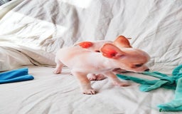 Chihuahua dogs for sale: Gorgeous Baby Chihuahua puppies  - Image 18