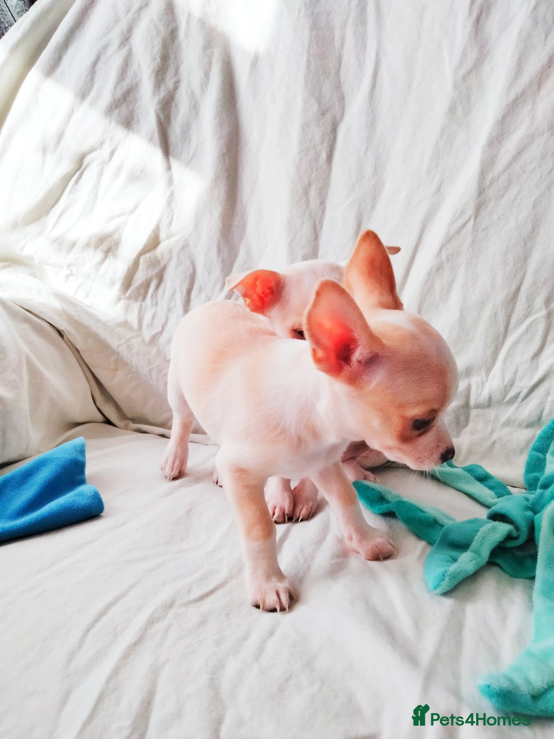 Chihuahua dogs for sale: Gorgeous Baby Chihuahua puppies  - Image 18