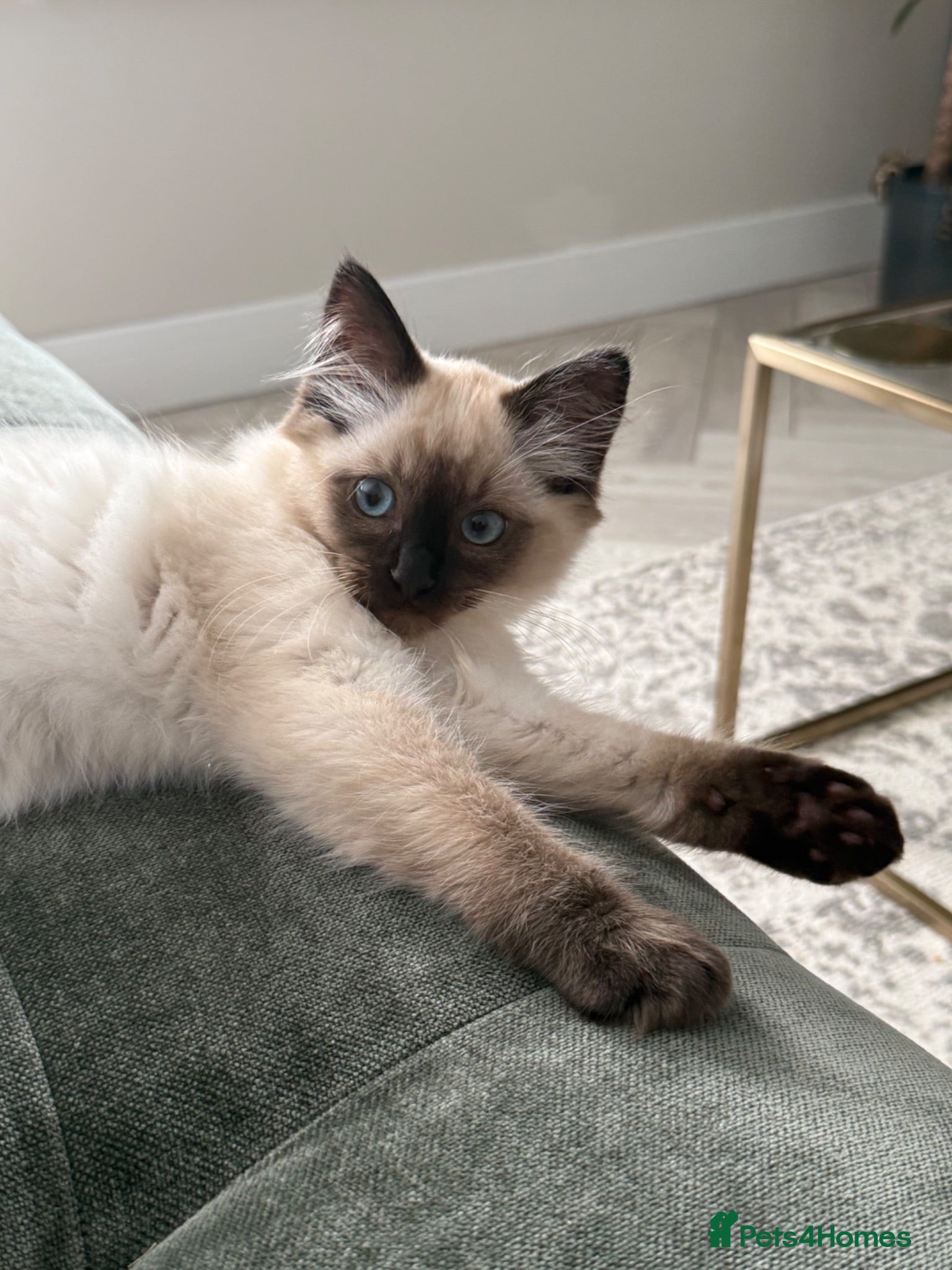 Ragdoll cats Beautiful Ragdoll Kitten £500 - Advert 1