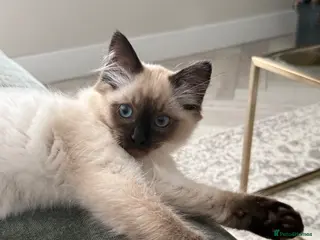 Ragdoll cats Beautiful Ragdoll Kitten £500 - Advert 1