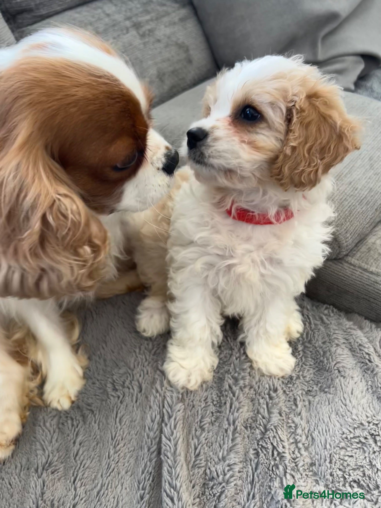 Cavapoo dogs F1 Girl (1 left) Cavapoo - viewings this weekend  - Advert 2