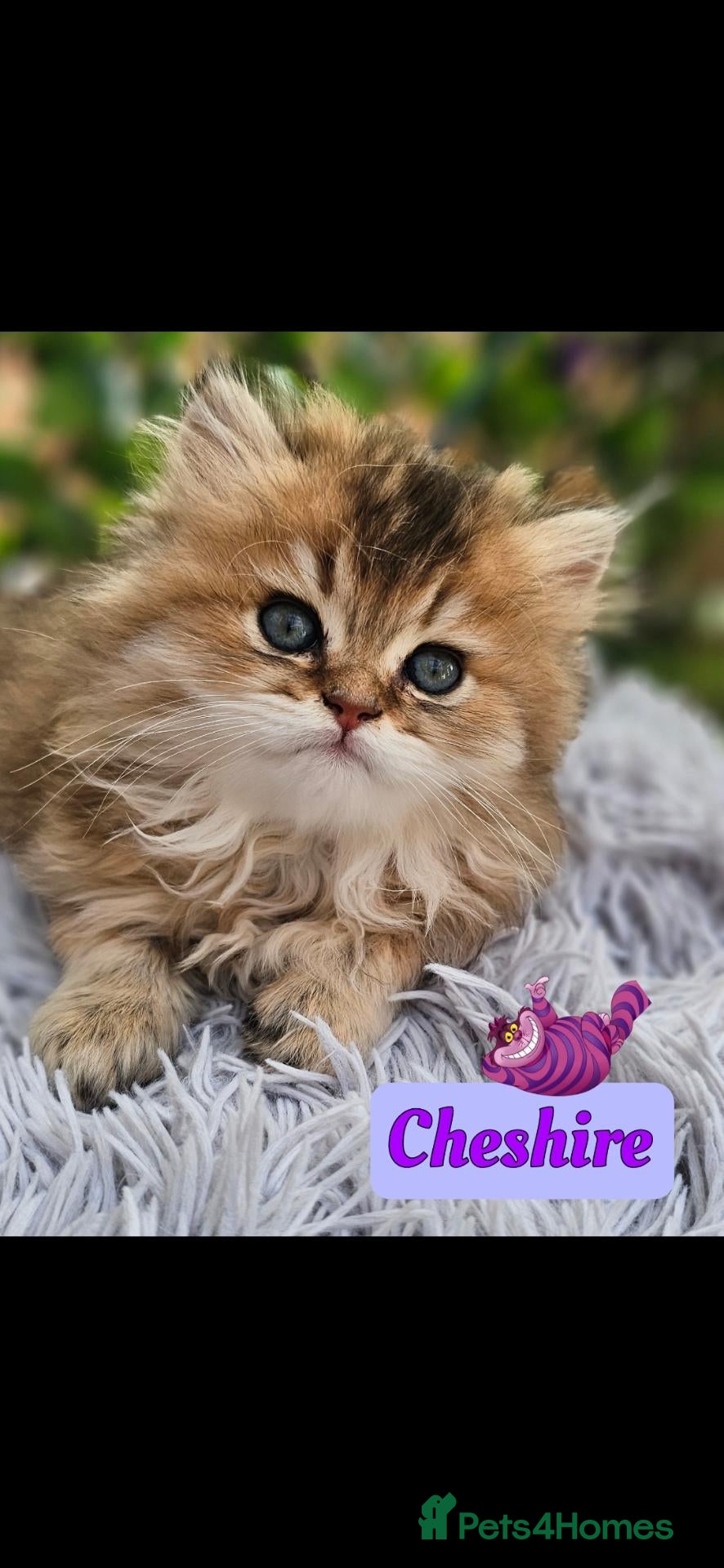 British Longhair cats ✨️🧸 Stunning Babies, GCCF Registered ✨️🧸 - Advert 2