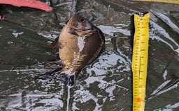 Cyprinids fish for sale: Pond fish for sale - Image 3