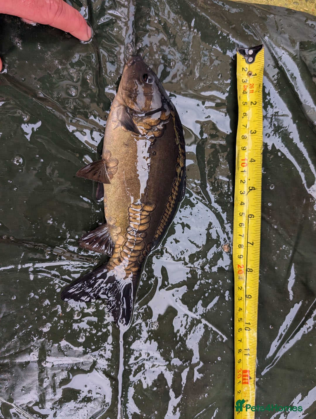 Cyprinids fish for sale: Pond fish for sale - Image 3