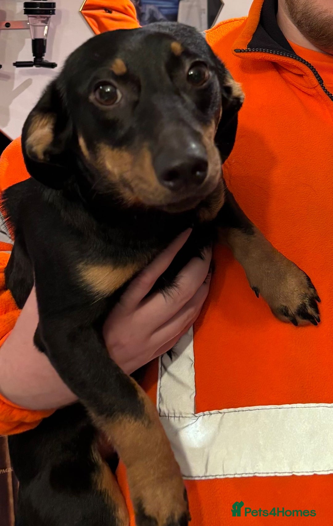 Dachshund dogs for adoption: Rocky needs Love  - Advert 21