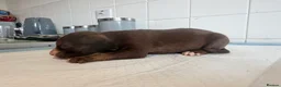 Mixed Breed dogs for sale: American bulldog x Husky puppies  - Advert 24