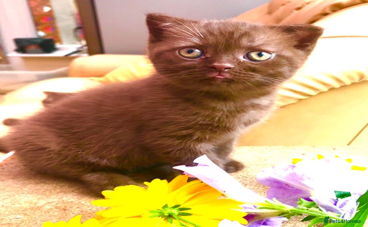 Scottish Fold cats - Advert 2