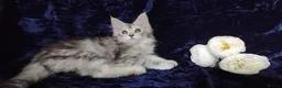 Maine Coon cats for sale: Pure Maine Coons Kittens For Sale - Advert 12