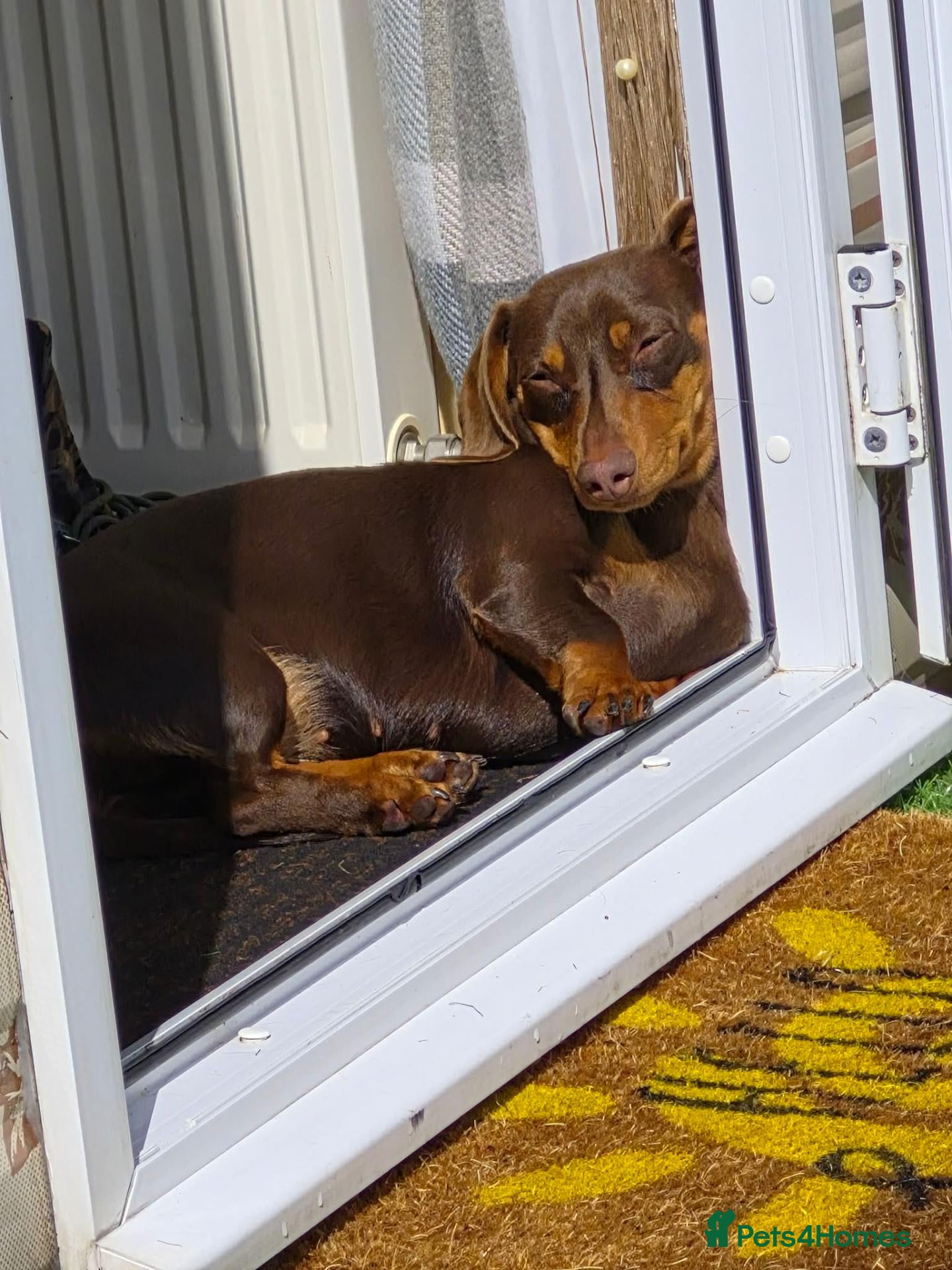 Dachshund dogs Miniature dachshund puppies - Advert 2