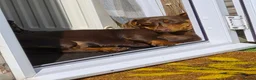 Dachshund dogs for sale: Miniature dachshund puppies in Bridlington - Advert 1