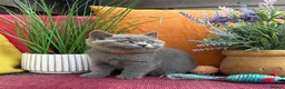 British Shorthair cats for sale: British Shorthairs**READY NOW** - Advert 16