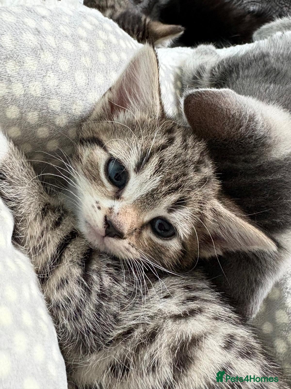 Mixed Breed cats for sale: Kittens Ready Now - Advert 9