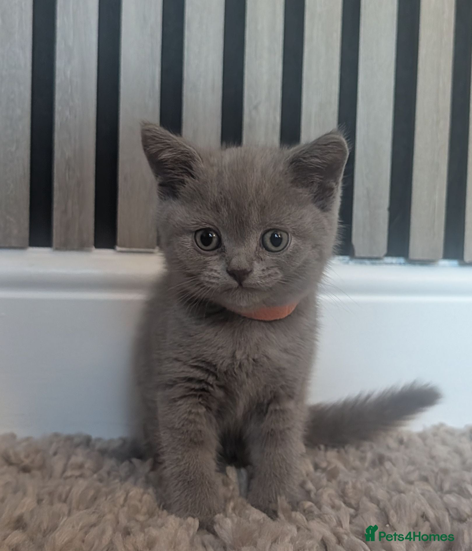 British Shorthair cats LAST BOY £350 READY TO LEAVE   - Advert 8