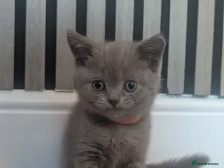 British Shorthair cats LAST BOY £350 READY TO LEAVE - Advert 8