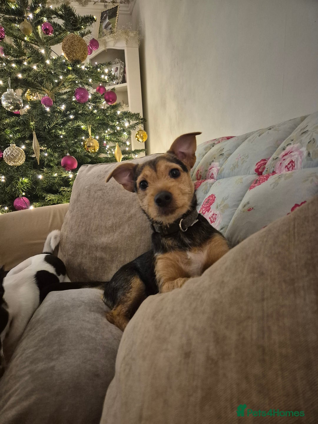 Jack Russell dogs for stud: Jack Russell x Chihuahua for Stud  - Advert 6