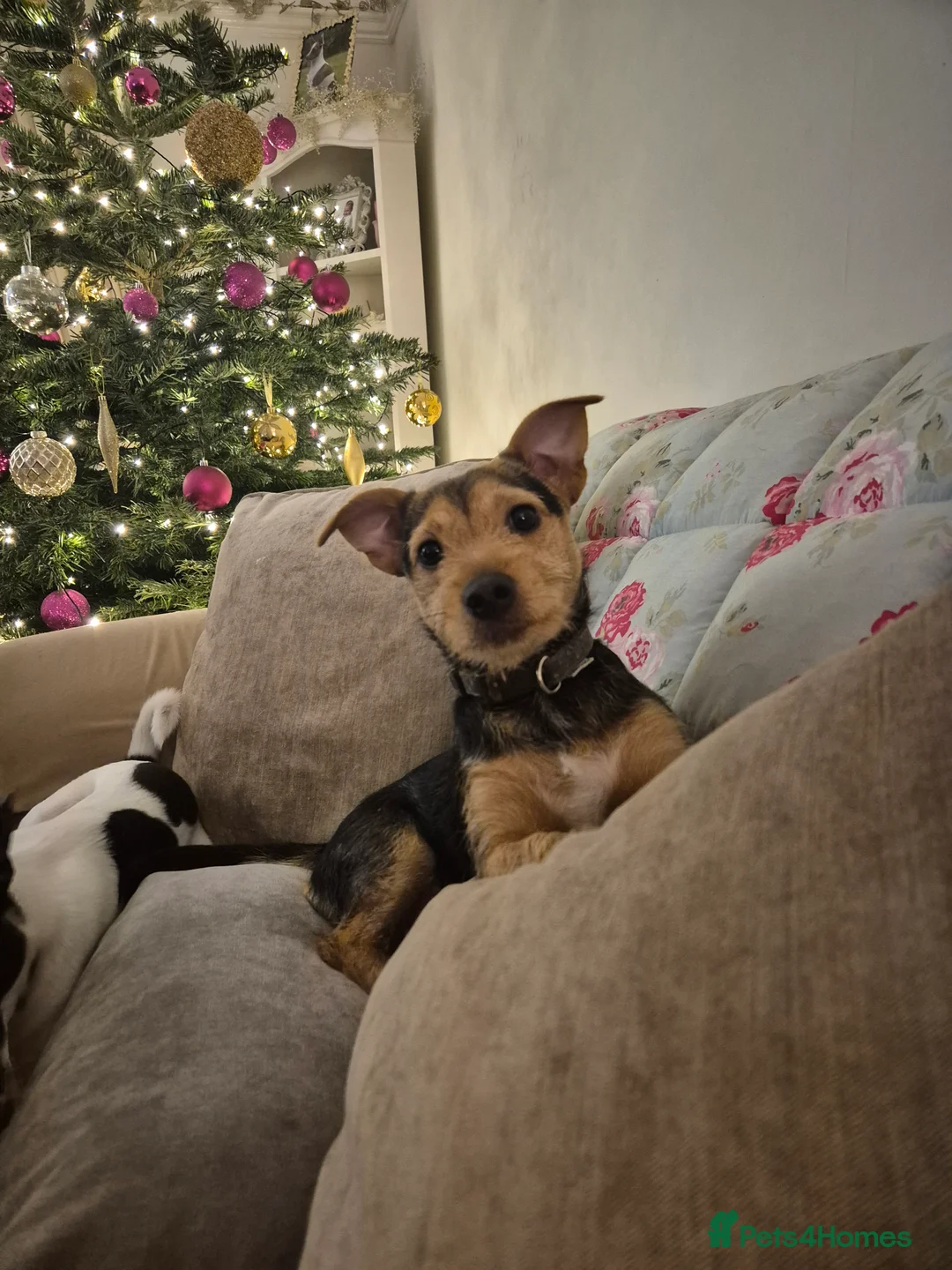 Jack Russell dogs for stud: Jack Russell x Chihuahua Proven Stud   - Advert 6