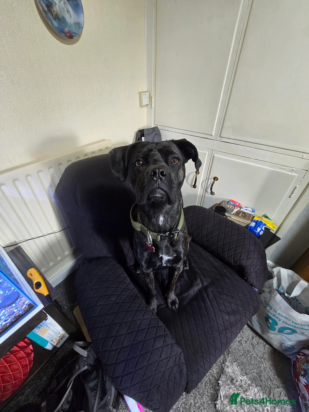 Cane Corso dogs for sale: Cane Corso (female) - Advert 2