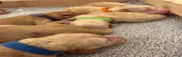 Cockapoo dogs for sale: ✨ Exceptional F2 Miniature Cockapoo Puppies ✨ - Advert 8