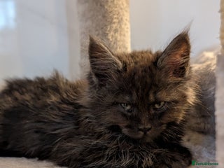 Maine Coon cats Beautiful Pedigree Maine Coon Kittens - Advert 2