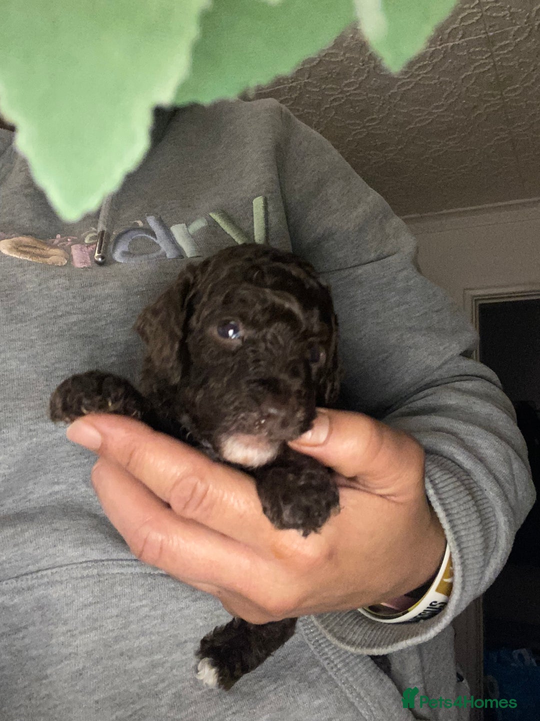 Miniature Poodle dogs for sale: Beautiful Miniature/Toy poodles  - Advert 40