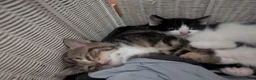 Mixed Breed cats for sale: Kittens in Ludlow - Advert 1