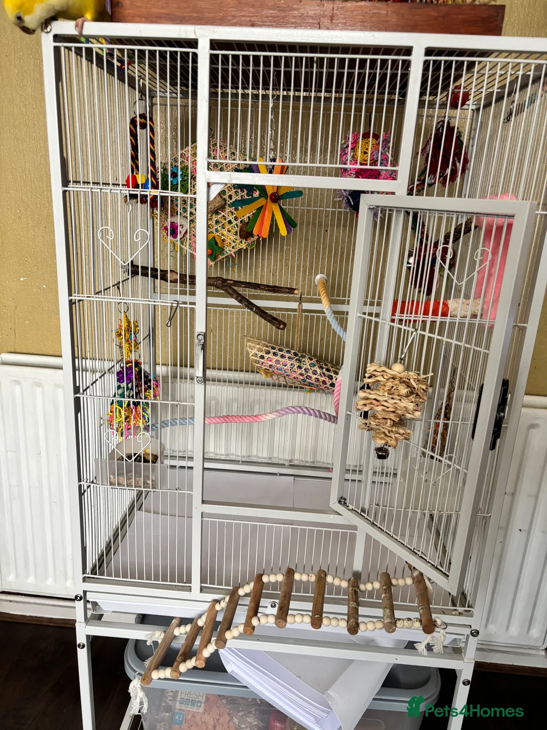 Parakeets birds for sale: Quaker bird for sale (monk parakeet) - Advert 10