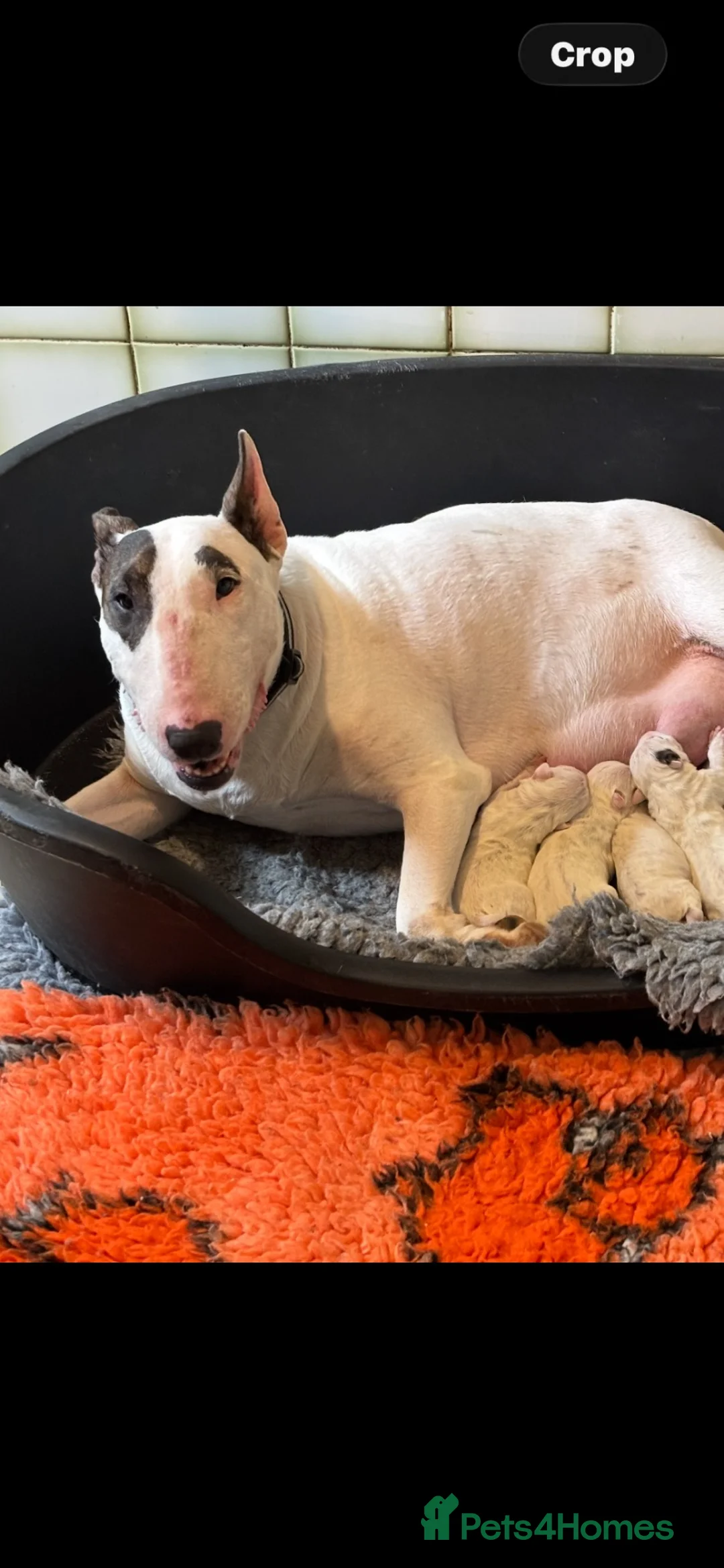 English Bull Terrier dogs for sale: 🇬🇧 BULLYVIEW BULL TERRIERS🇬🇧 - Advert 3