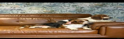 Basset Hound dogs for sale: Stunning 9 month old Bassett hound girl  - Advert 5