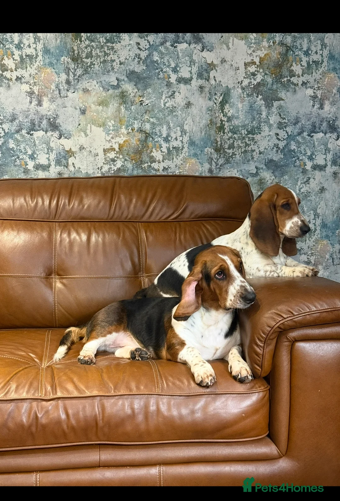 Basset Hound dogs for sale: Stunning 9 month old Bassett hound girl  - Advert 5