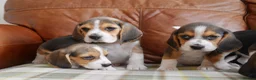Beagle dogs for sale: Quality Health Tested Beagle Puppies - Advert 9