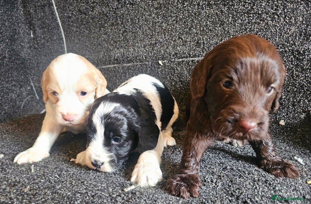 Cockapoo dogs for sale: Cockerpoo puppies F1  - Image 7