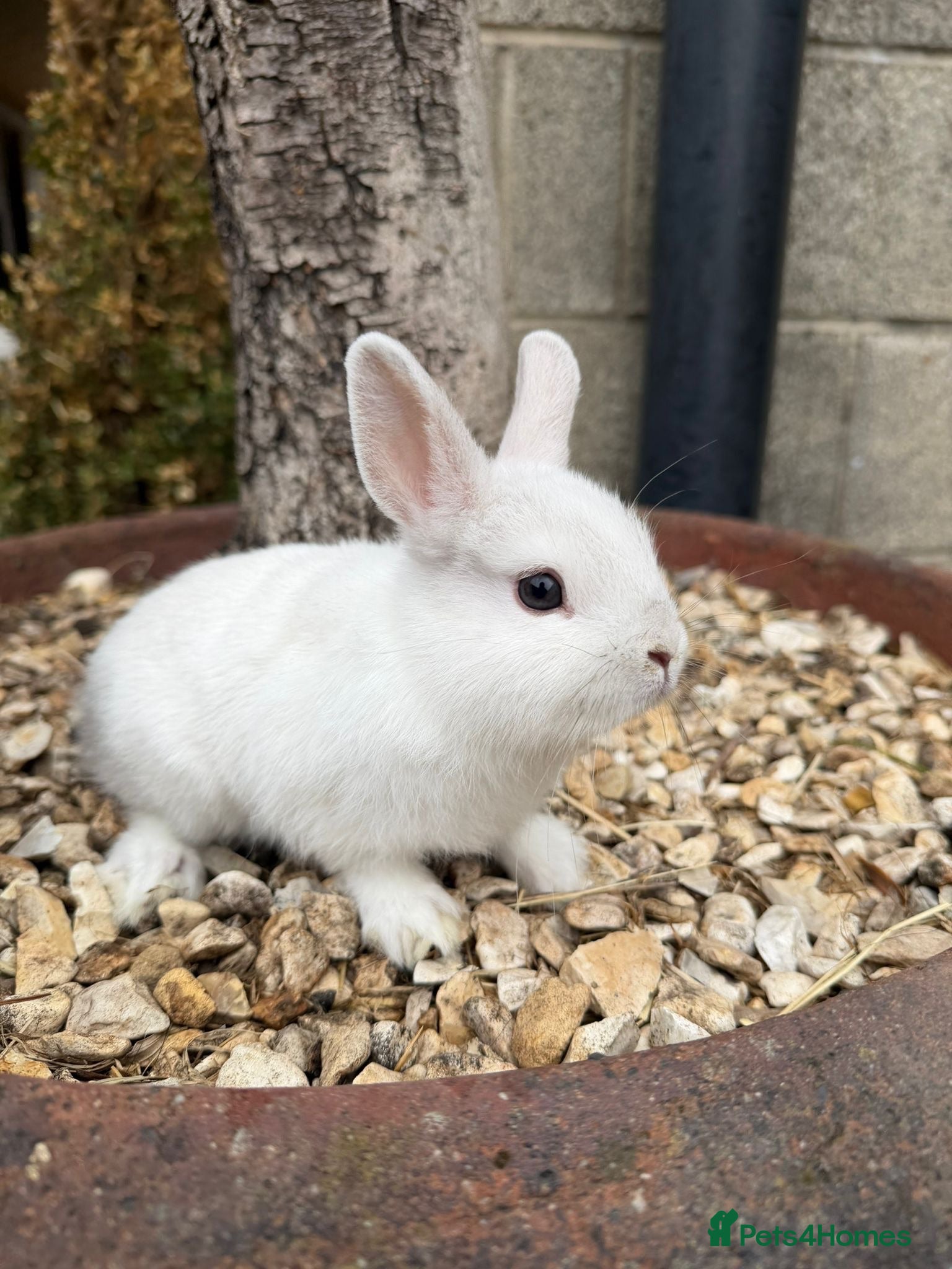 Netherland Dwarf rabbits Tiny Netherlands Dwarfs Ready Now  - Advert 9