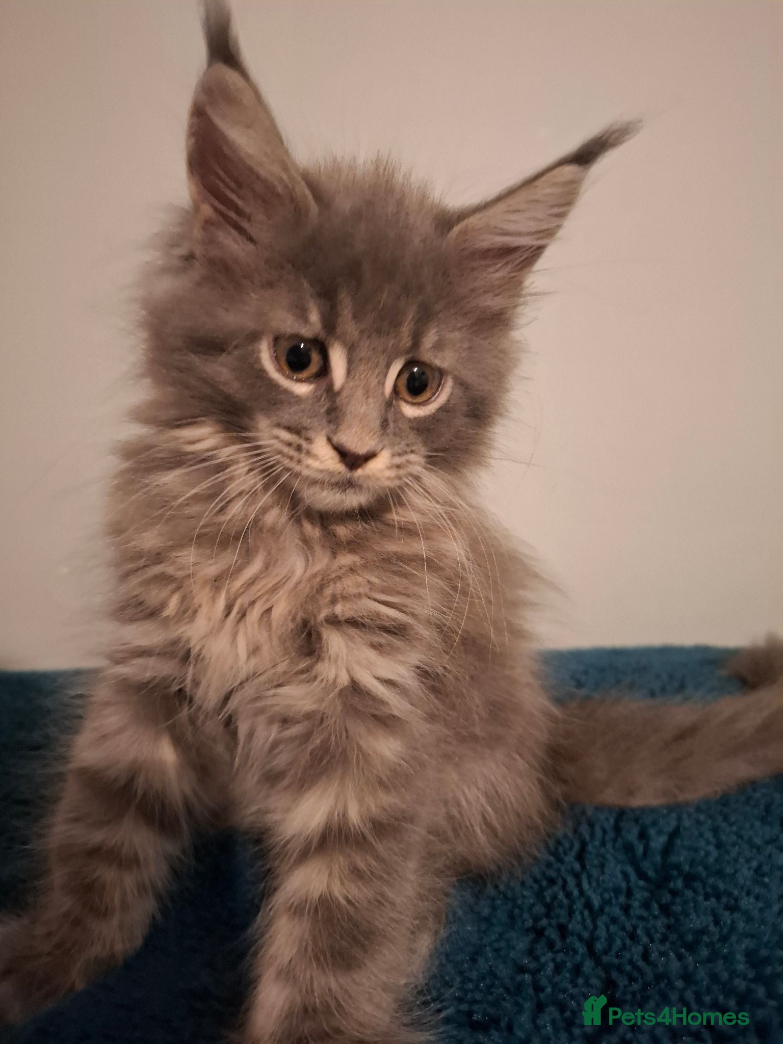 Maine Coon cats Tica registered Maine coon kittens - Advert 1