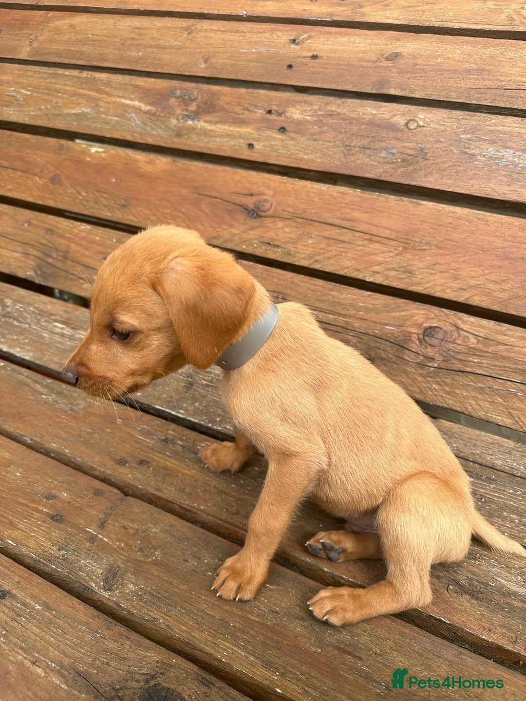 Labrador Retriever dogs for sale: Labrador Fox red  - Image 7