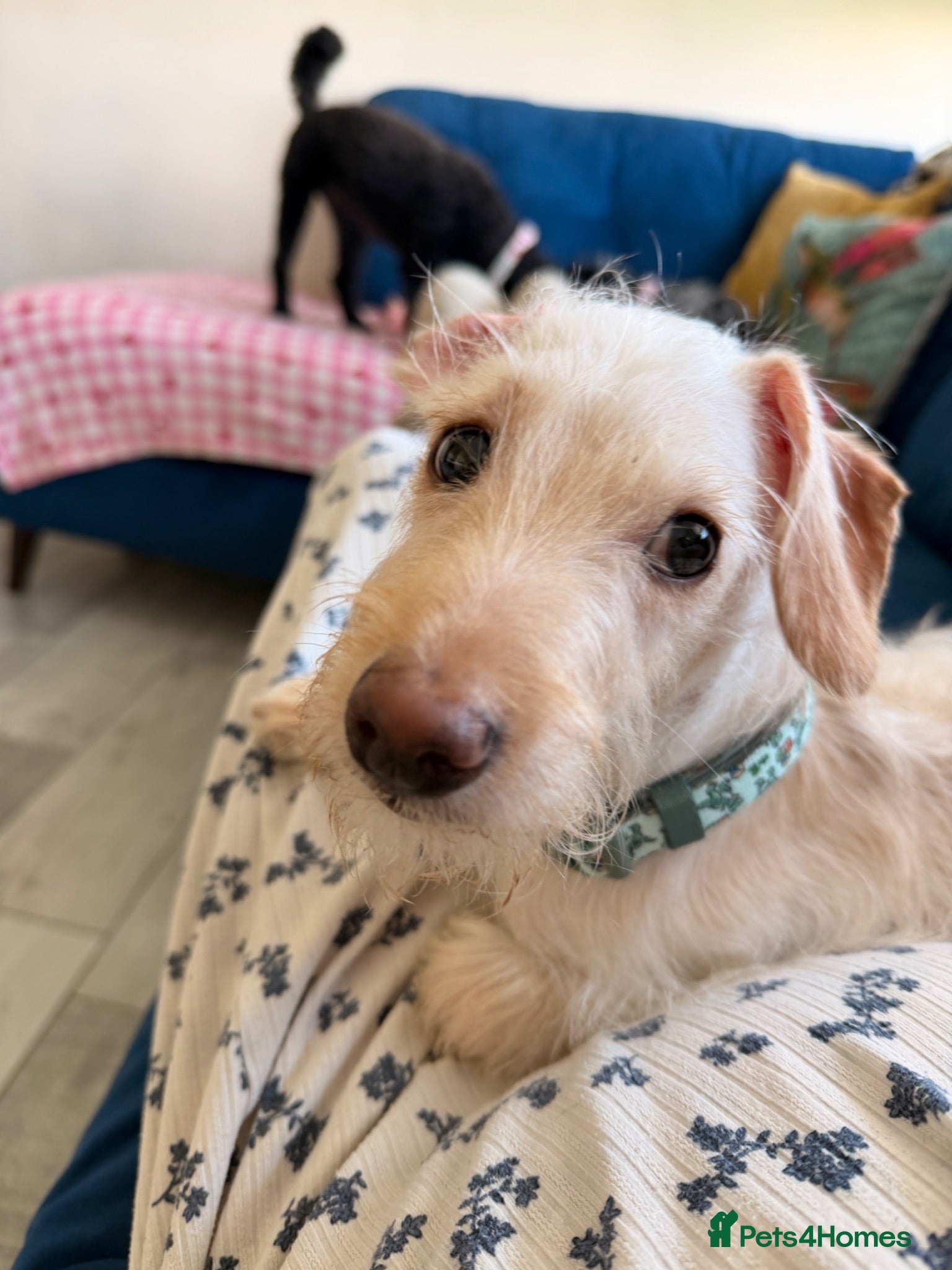 Mixed Breed dogs Marley - Advert 4