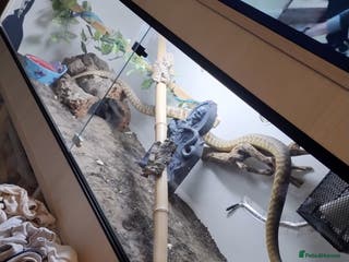 Python Snake reptiles Woma python with 6ft vivarium - Advert 7