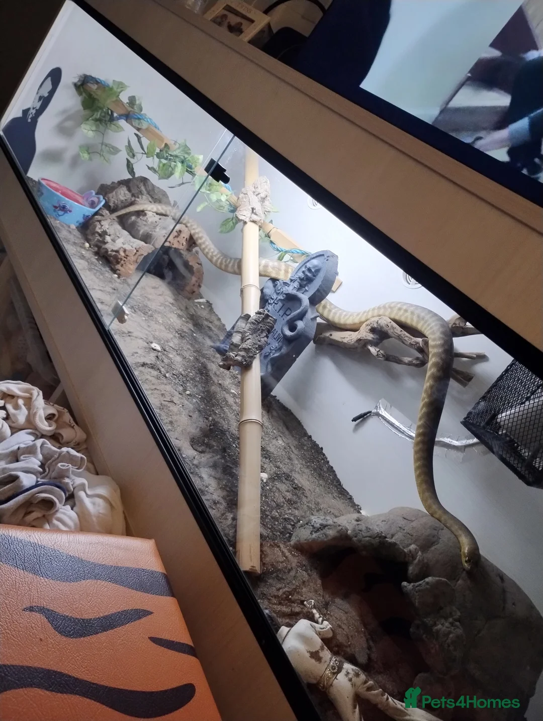 Python Snake reptiles for sale: Woma python  - Advert 1