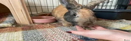 Mixed Breed rabbits for sale: Gorgeous male rabbit in Upminster - Advert 6